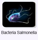 Bacteria Salmonella