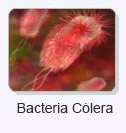Bacteria Cólera